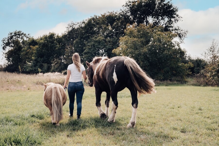 Selbsterfahrung mit Pferd